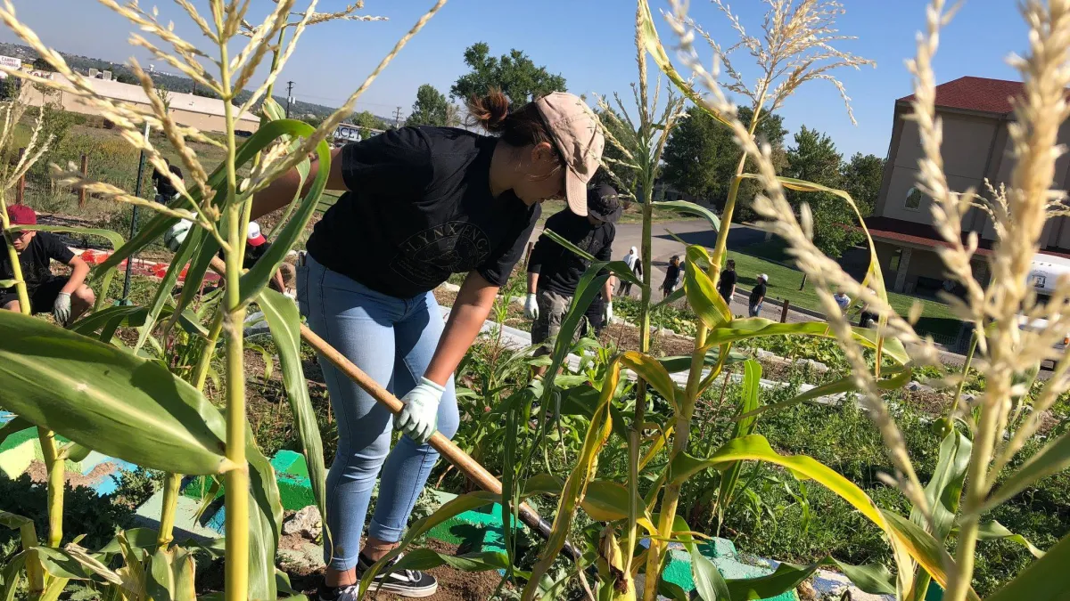a group of people work together in a garden