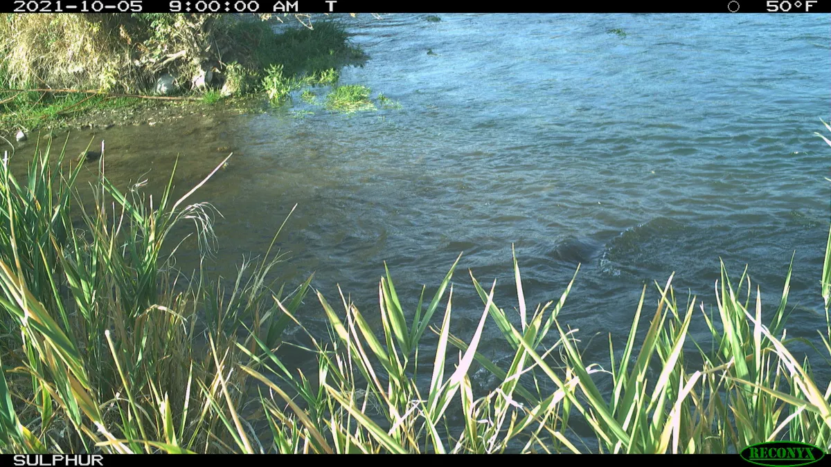 Shoshone River