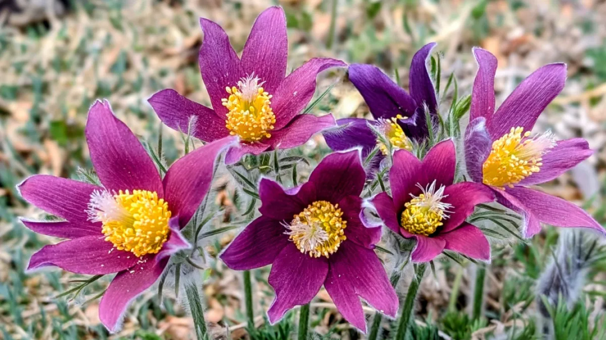 Purple pasque flowers with a yellow center blooming in a garden.