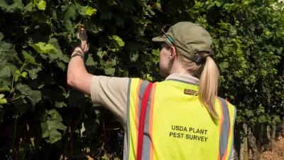 A plant health care technician inspects a bush