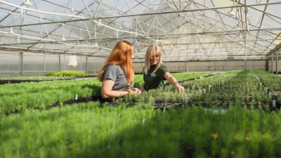Two nursery workers arrange saplings in a greenhouse