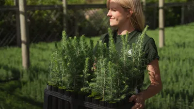 A nursery intern moves a crate of juniper saplings
