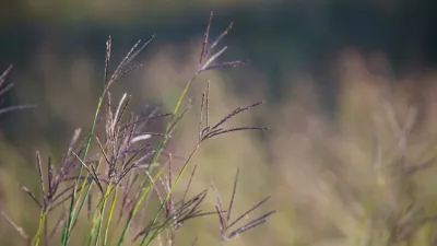 Big bluestem (Andropogon gerardii), Ryan Hagerty/USFWS — Public Domain