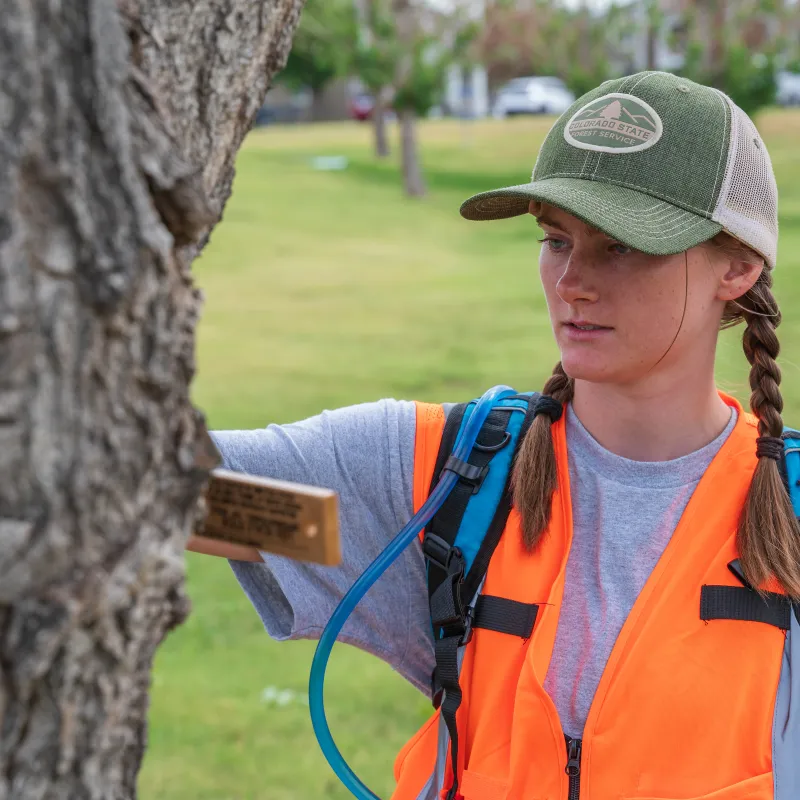 An urban forester measures a tree in a local park