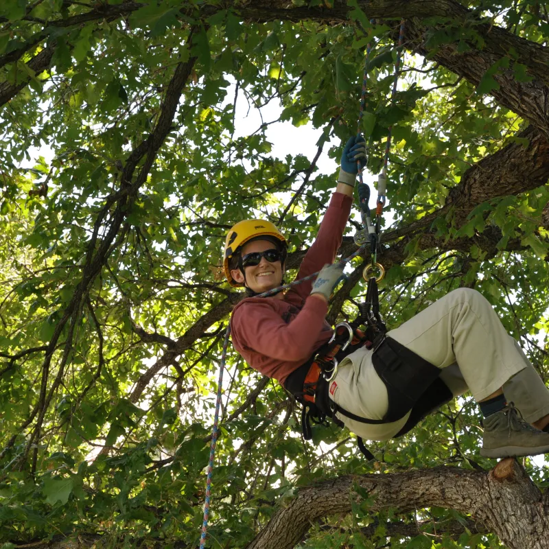 A tree climber in the canopy of a tree